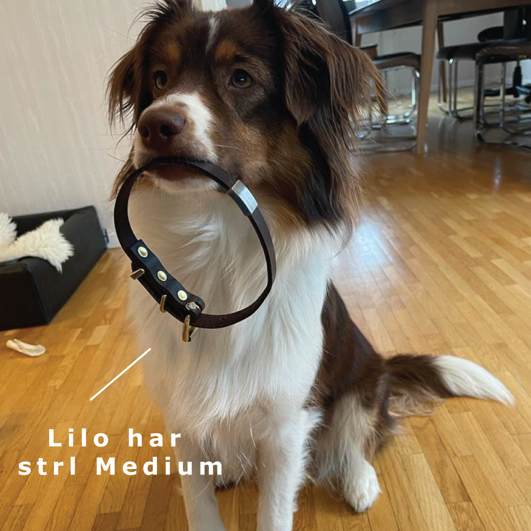 Exklusivt, personligt hundhalsband i gediget läder med bricka av stål - Gravera in din hunds namn, telefonnummer eller adress.